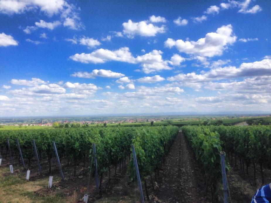 10260026_10204492480579822_1912890010540052279_n