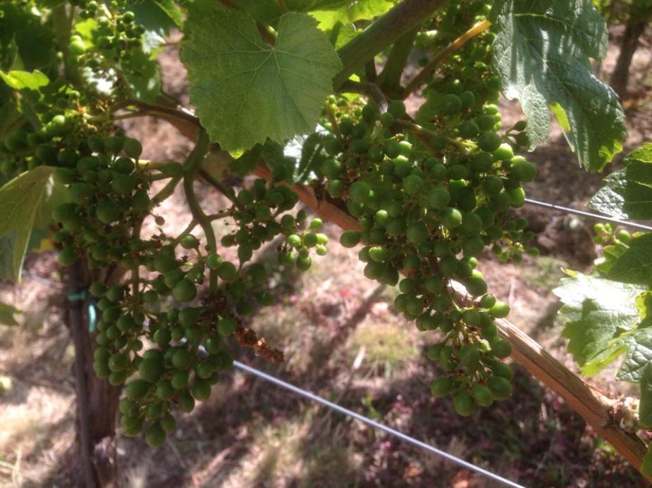 10502086_10204492469859554_6137199699991871523_n