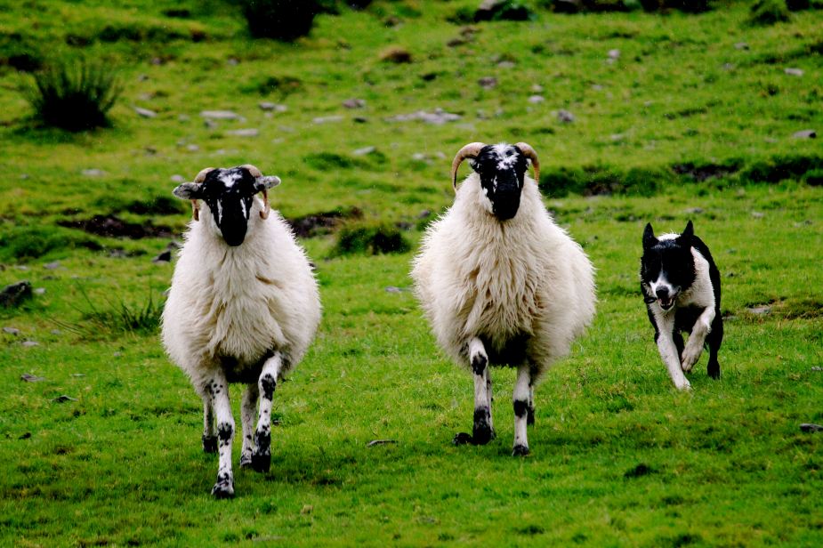 In Ireland, there are no predators (foxes, wolves, etc). So, the sheep see the dogs as a threat, therefore the dogs are able to make the sheep move with commands and whistles. Amazingly, these commands were not "yelled" but just spoken, and both dogs knew what to do....even having the ability to separate two sheep from a group of about 10. 
