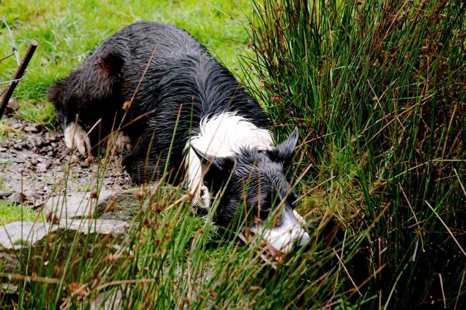 The dogs never paid attention to the audience of about 20 people looking, as they never stopped watching the sheep