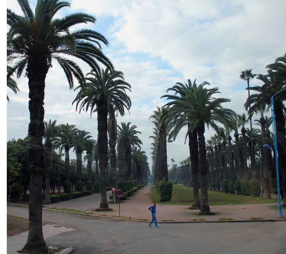 My OCD in me loves how the palm trees are in straight lines :)