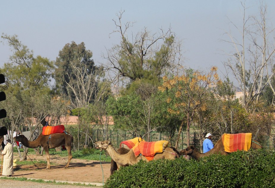 In the "new section" of Marrakesh we found the tourist attraction of camel rides through the parks