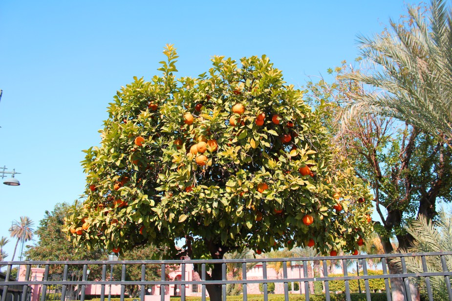 The skies were absolutely blue and this made the "orange" in the trees just pop in color