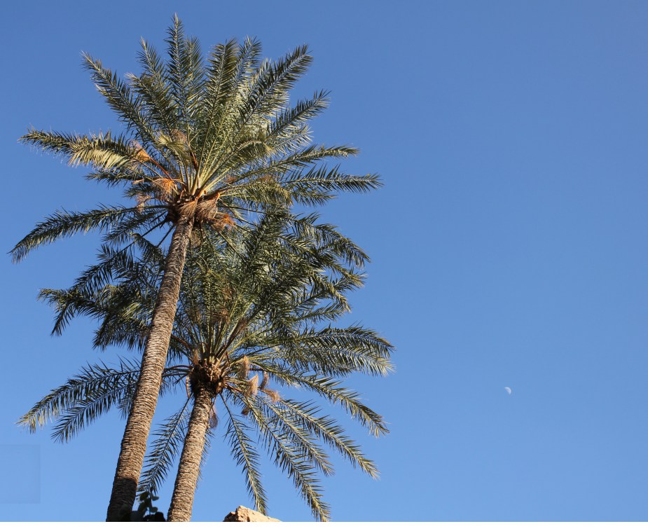 The only trees in Morocco it seems are palm trees. Here's a shot with the palm trees and the moon.