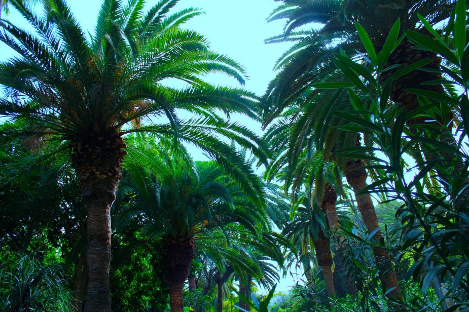 We found a beautfil city park that we explored looking at all of the different plants and palm trees