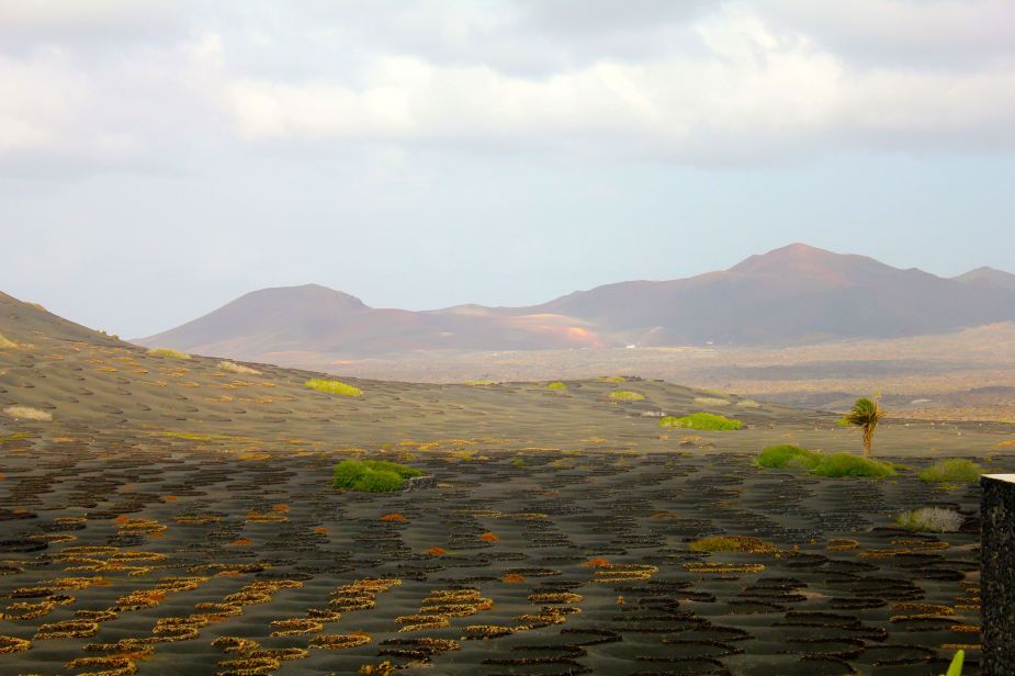 Another view of their vineyard...loved the shape of the ground and how the little bit of green color just really stood out. Not the mention the sun finally appearing. Today, the sky was a little hazy because winds were blowing from the east, blowing sand from the Sahara Desert in Africa.