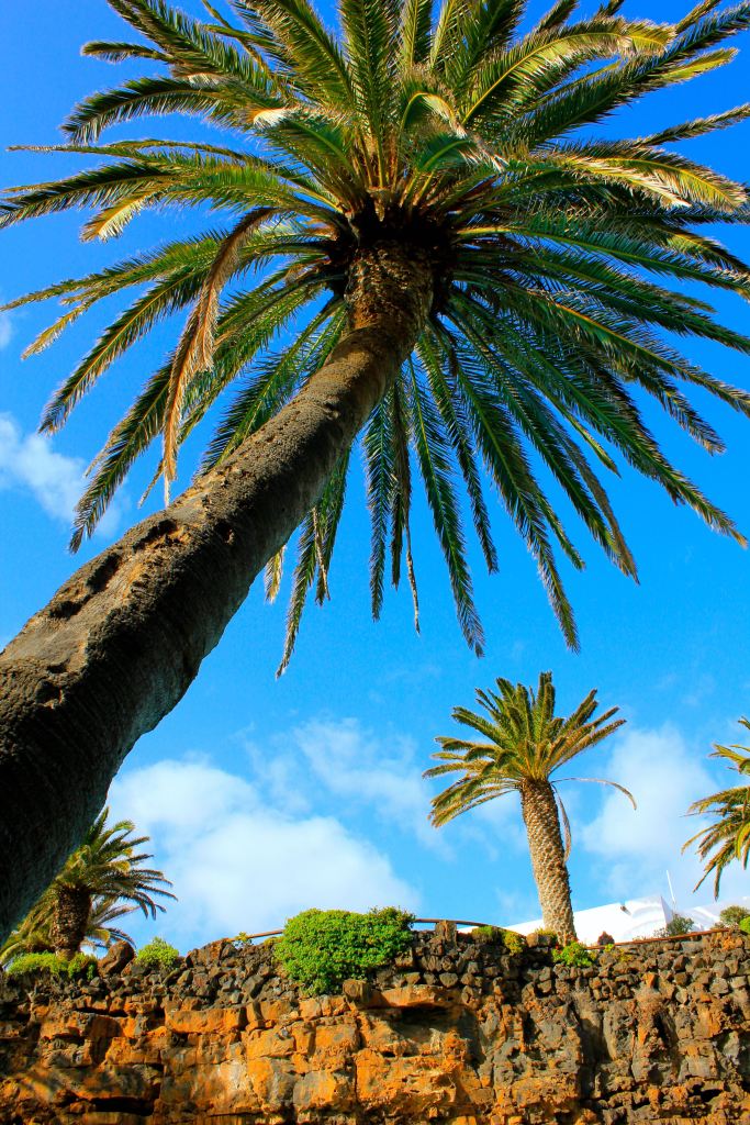 Beautiful palms trees against the ice blue water of the lake inside the lava tube