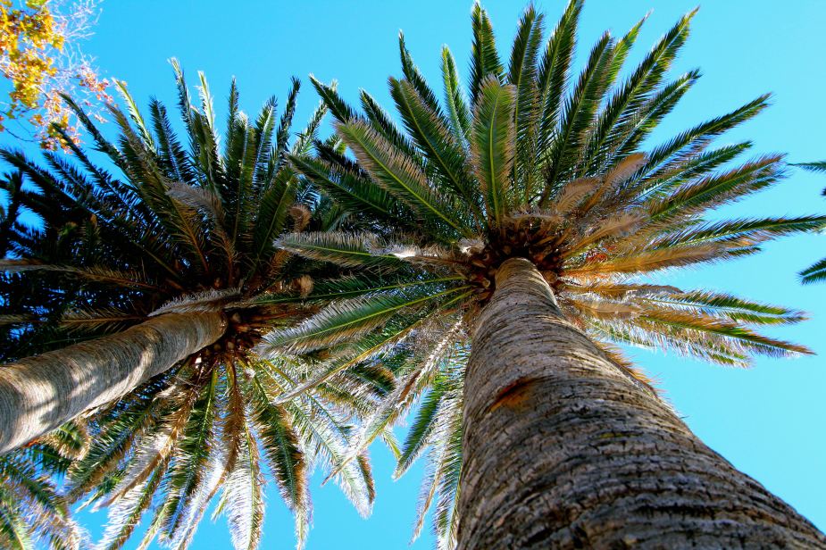 Ahh...the shade of palm trees