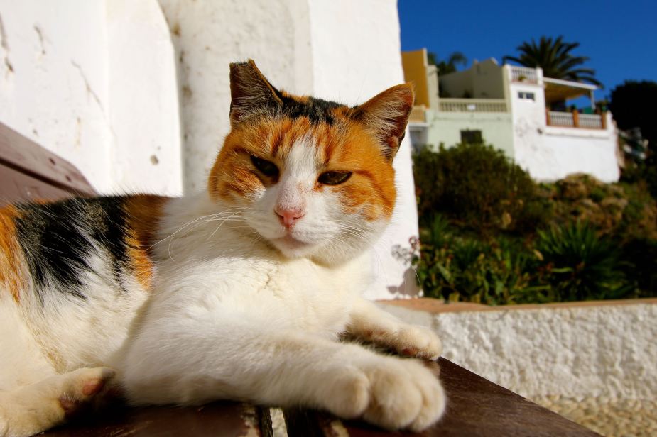 If I were a stray cat, this is where I'd be too...chillin in the sun at the beach