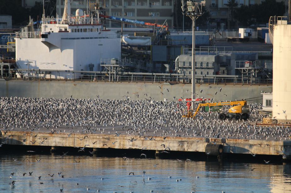 Back in Malaga from our ship.  And, there were just a couple of seagulls to be found?