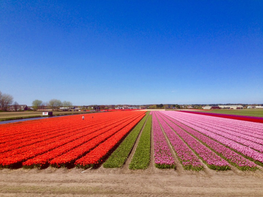 And, if the Keukenhof Gardens weren't beautiful enough....all around the gardens are very large tulip fields.  Here the tulips are grown and sold in markets throughout Europe, if not the world.  In this picture, I stopped our car to get out to take the picture.  And, it was amazing the smell in the air once I opened the door of the sweet smell of thousands and thousands of tulips in bloom.