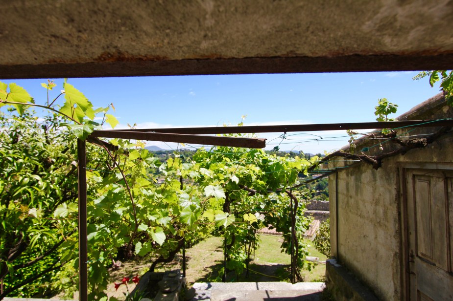 To be self-sufficient, some homes in St. Paul have their very own grape vines for wine making.